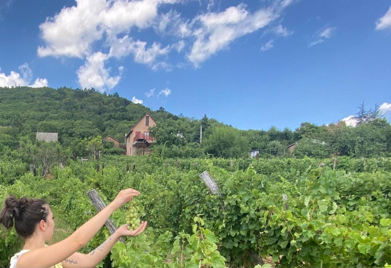 Feher Szolo Vendeghaz Sátoraljaújhely Bagian luar foto